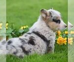 Small Photo #3 Pembroke Welsh Corgi Puppy For Sale in DENVER, PA, USA