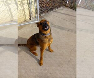 Kya - OH - Female Mutt Dog for Adoption - Photo #4