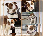 Small #8 American Pit Bull Terrier Mix