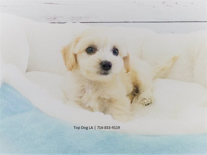 Medium Photo #1 Maltipoo-Unknown Mix Puppy For Sale in LA MIRADA, CA, USA