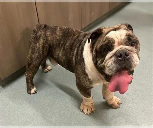 Medium Photo #1 Bulldog-Unknown Mix Puppy For Sale in Baytown, TX, USA