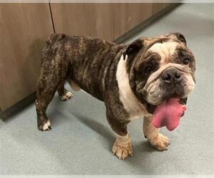 Bulldog-Unknown Mix Dogs for adoption in Baytown, TX, USA