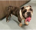 Small Bulldog Mix