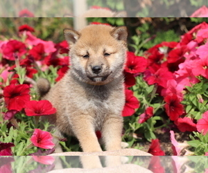 Shiba Inu Puppy for sale in SHILOH, OH, USA