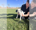 Small Photo #51 Dalmatian Puppy For Sale in AMARILLO, TX, USA