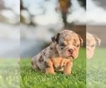 Small #9 English Bulldog