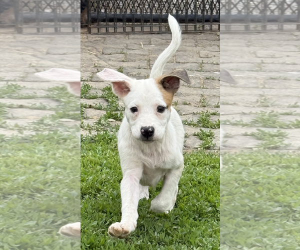 Medium Photo #1 Borador Puppy For Sale in Unionville, PA, USA