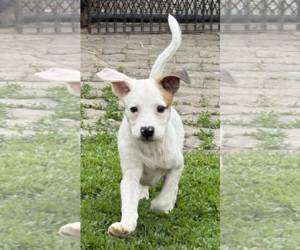 Borador Dogs for adoption in Unionville, PA, USA