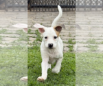 Small Borador