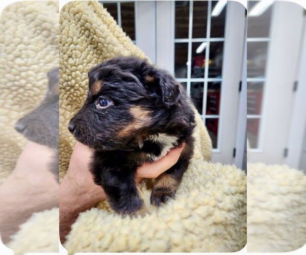 Medium Photo #7 Mutt Puppy For Sale in Mooresville, NC, USA