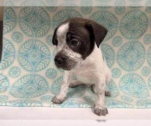 Mutt Dogs for adoption in HESPERIA, CA, USA
