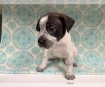 Small Mutt