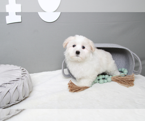 Medium Photo #3 Maltese Puppy For Sale in MARIETTA, GA, USA