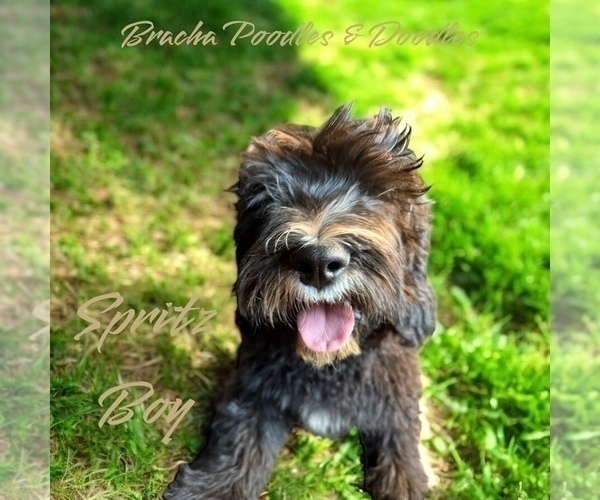 Medium Photo #2 Golden Mountain Doodle  Puppy For Sale in SAINT CLOUD, MN, USA