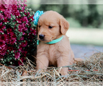 Small #3 Golden Retriever