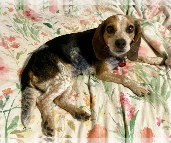 Medium Photo #8 Beagle Puppy For Sale in Dunnellon, FL, USA