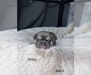 French Bulldog Puppy for Sale in MONAHANS, Texas USA