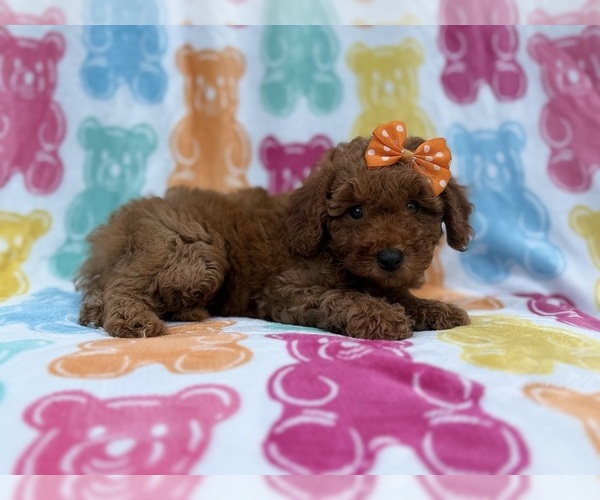 Medium Photo #3 Cavapoo (Miniature) Puppy For Sale in LAKELAND, FL, USA