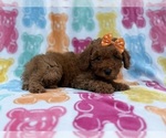 Ansley - Female Cavapoo (Miniature) Puppy for Sale - Photo #3