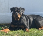 Small Photo #1 Rottweiler Puppy For Sale in WORTH, IL, USA