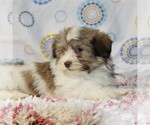 Small Photo #6 Havanese Puppy For Sale in DANVILLE, PA, USA
