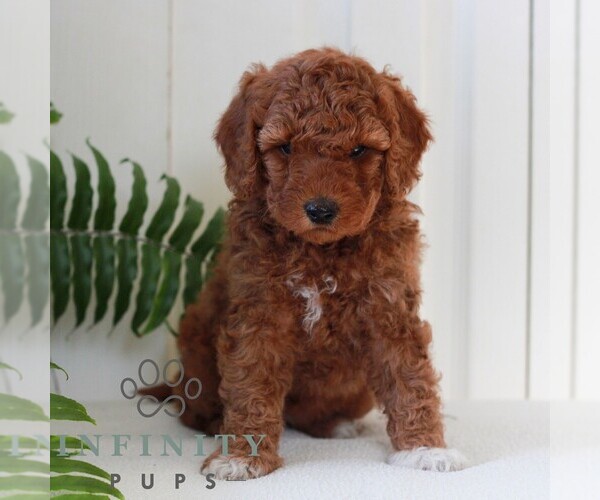 Medium Photo #3 Goldendoodle (Miniature) Puppy For Sale in LANCASTER, PA, USA