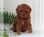 Small #2 Goldendoodle (Miniature)