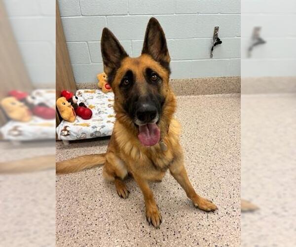 Medium Photo #1 German Shepherd Dog Puppy For Sale in Brighton, CO, USA