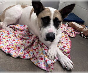 Akita-Unknown Mix Dogs for adoption in Olathe, KS, USA