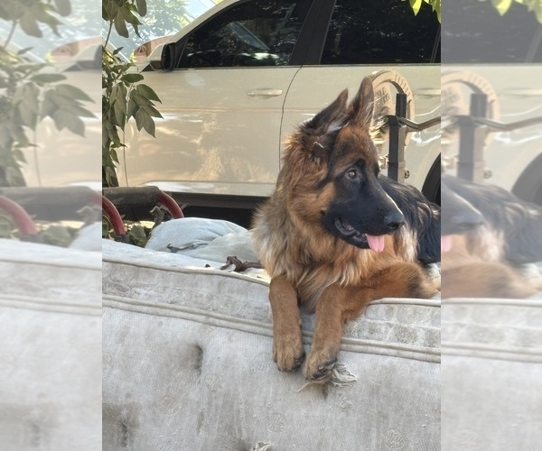 Medium Photo #1 German Shepherd Dog Puppy For Sale in STUDIO CITY, CA, USA