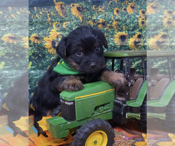 Medium Photo #5 Shorkie Tzu Puppy For Sale in SELLERSBURG, IN, USA