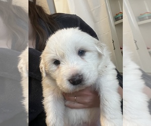 Great Pyrenees Puppy for Sale in SPRINGDALE, Washington USA
