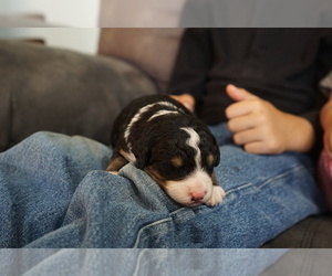 Bernedoodle Puppy for sale in DUNDEE, OH, USA