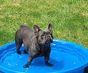 French Bulldog Puppy for sale in SPRINGFIELD, OR, USA