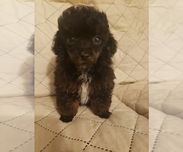 Medium Photo #3 Poodle (Toy) Puppy For Sale in BEAUMONT, TX, USA