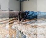 Puppy 1 Boxer-Mastiff Mix