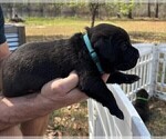 Small Photo #48 Rotticorso Puppy For Sale in REEVESVILLE, SC, USA