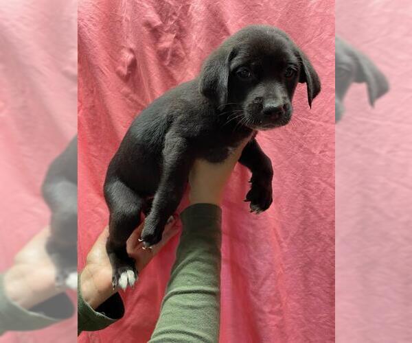 Medium Photo #2 American Pit Bull Terrier-Unknown Mix Puppy For Sale in Riverside, CA, USA