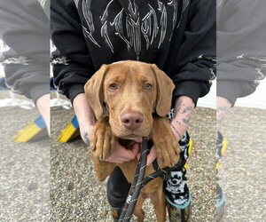 Mutt Dogs for adoption in Rockaway, NJ, USA