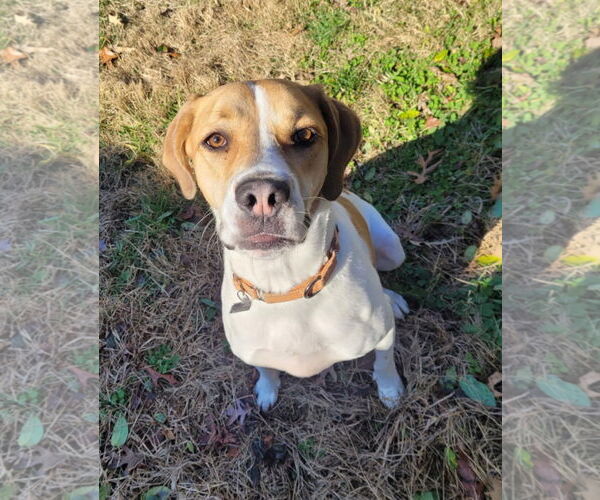 Medium Photo #13 American Pit Bull Terrier-Treeing Walker Coonhound Mix Puppy For Sale in Spotsylvania, VA, USA