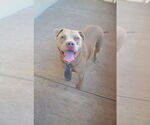 Small #1 American Staffordshire Terrier Mix
