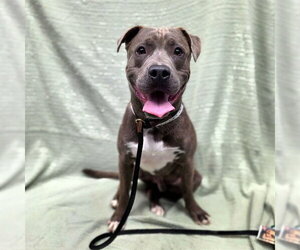 *PLATYPUS - Male American Staffordshire Terrier-Labrador Retriever Mix Dog for Adoption - Photo #4