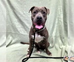 Small #3 American Staffordshire Terrier-Labrador Retriever Mix