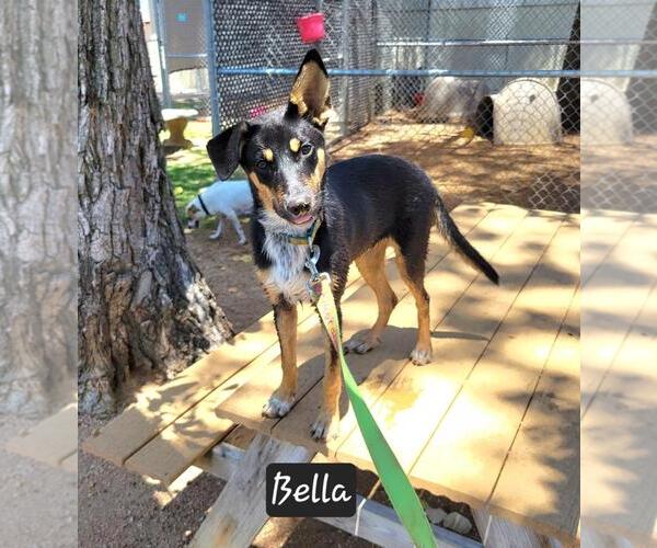 Medium Photo #2 Mutt Puppy For Sale in Granbury, TX, USA