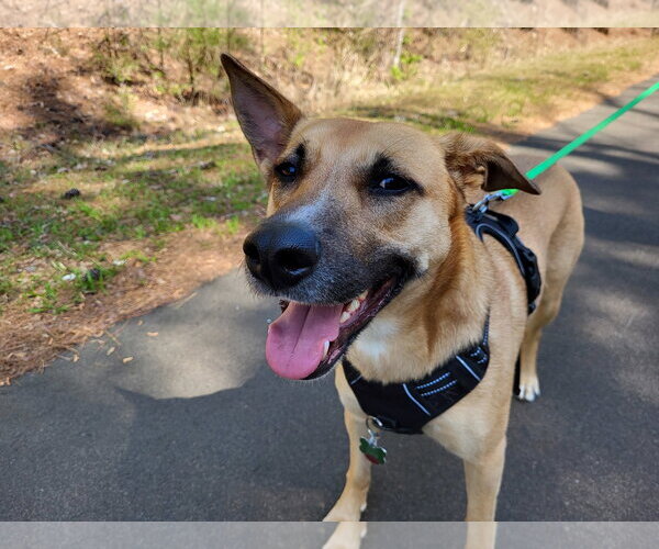 Medium Photo #8 Mutt Puppy For Sale in Cary, NC, USA