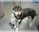 Small Photo #1 Siberian Husky Puppy For Sale in Sacramento, CA, USA