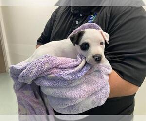 American Pit Bull Terrier-Chihuahua Mix Dogs for adoption in Baytown, TX, USA