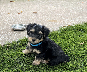 YorkiePoo-YorkiePoo Mix Puppy for sale in MURFREESBORO, TN, USA