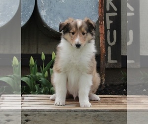 Collie Puppy for sale in FREDERICKSBURG, OH, USA