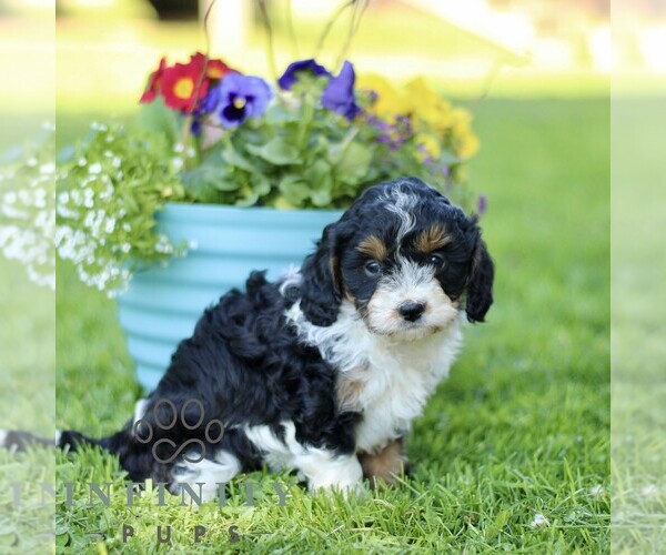 Medium Photo #3 Cavapoo (Miniature) Puppy For Sale in QUARRYVILLE, PA, USA
